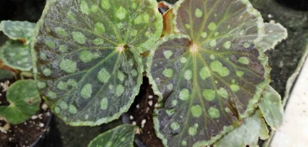 Begonia chlorosticta