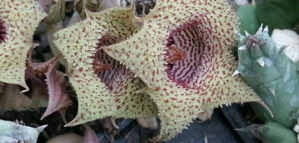 Huernia volkartii var.repens