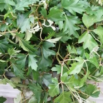 Cissus rhombifolia Ellen Danica