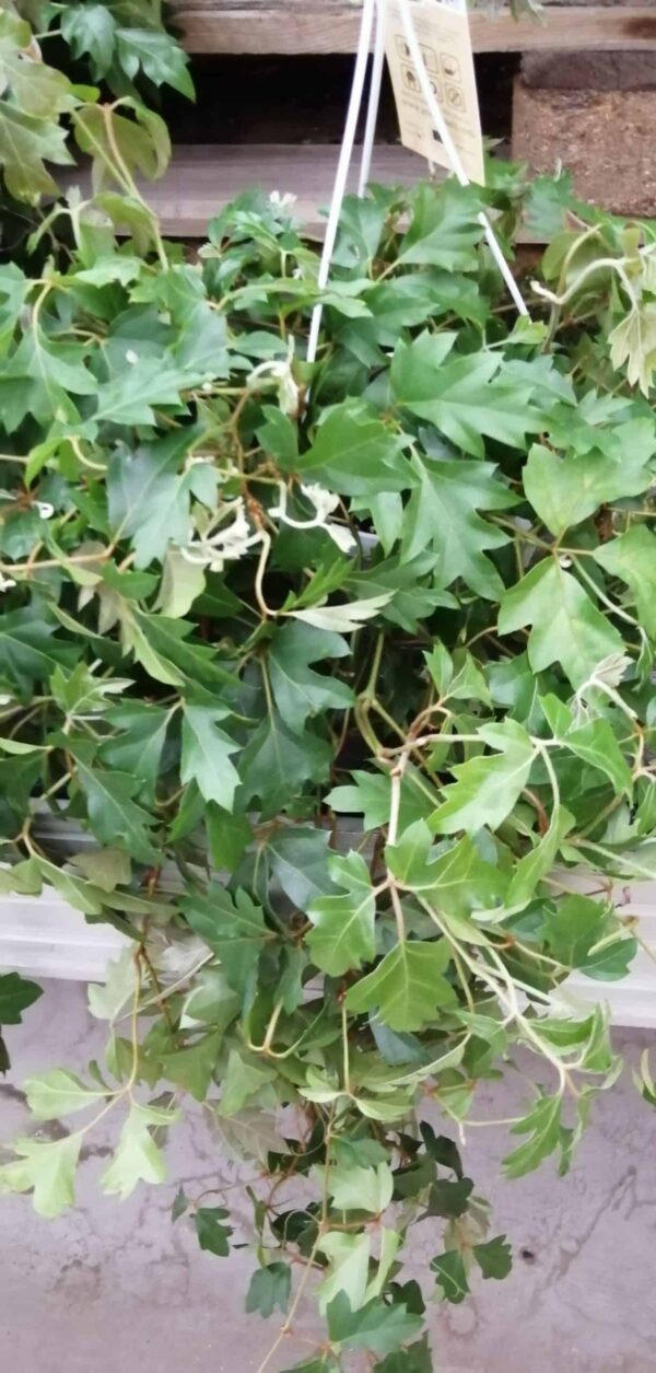 Cissus rhombifolia Ellen Danica