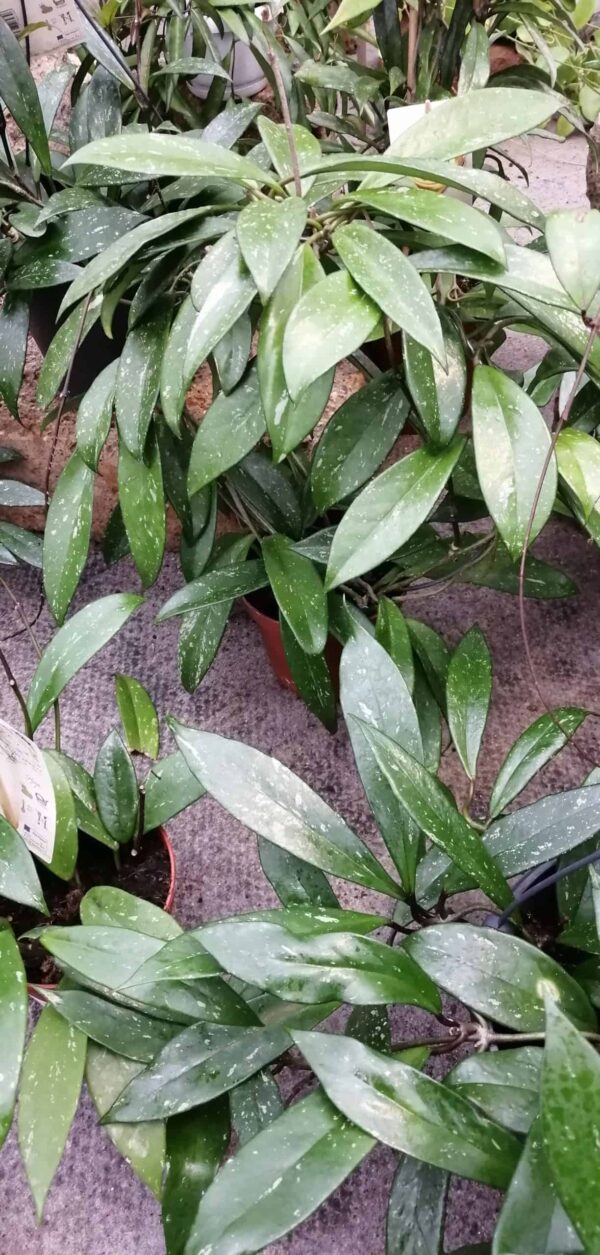 Hoya pubicalyx, Merrill