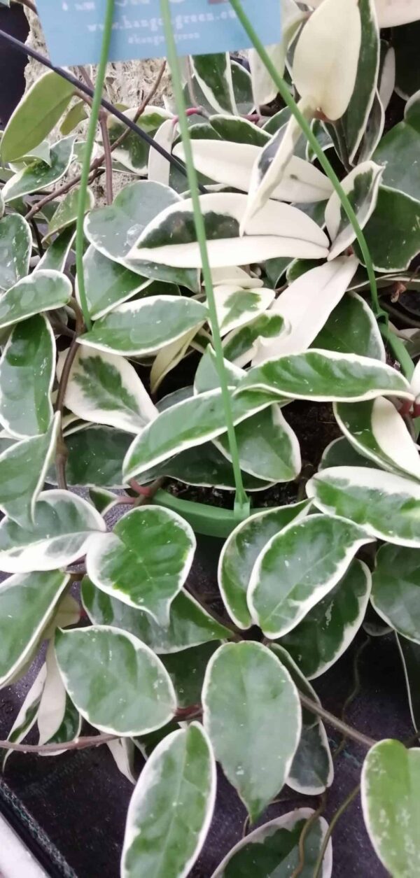 Hoya carnosa Krimson Princess