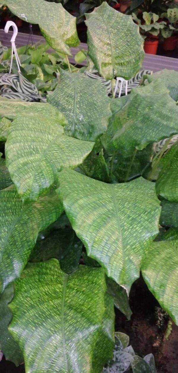 Calathea mosaica