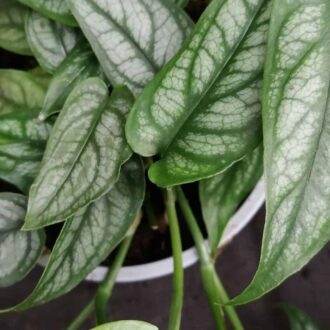 Monstera siltepecana