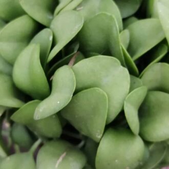 Dischidia onanthe