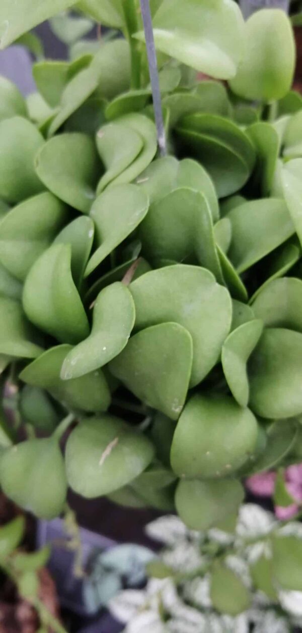 Dischidia onanthe