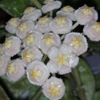 Hoya krohniana