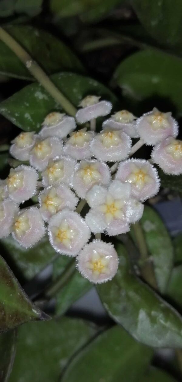Hoya lacunosa