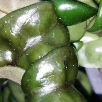 Hoya compacta Rasta