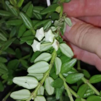 Hoya vaccinoides