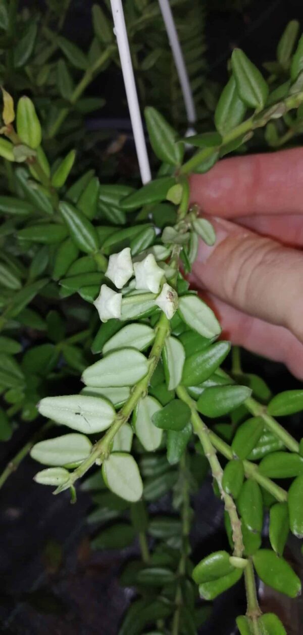 Hoya vaccinoides