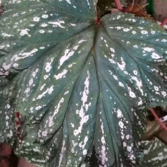 Begonia aconitifolia Hildegard Schneider