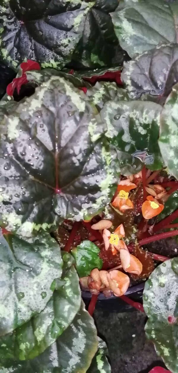 Begonia ignita