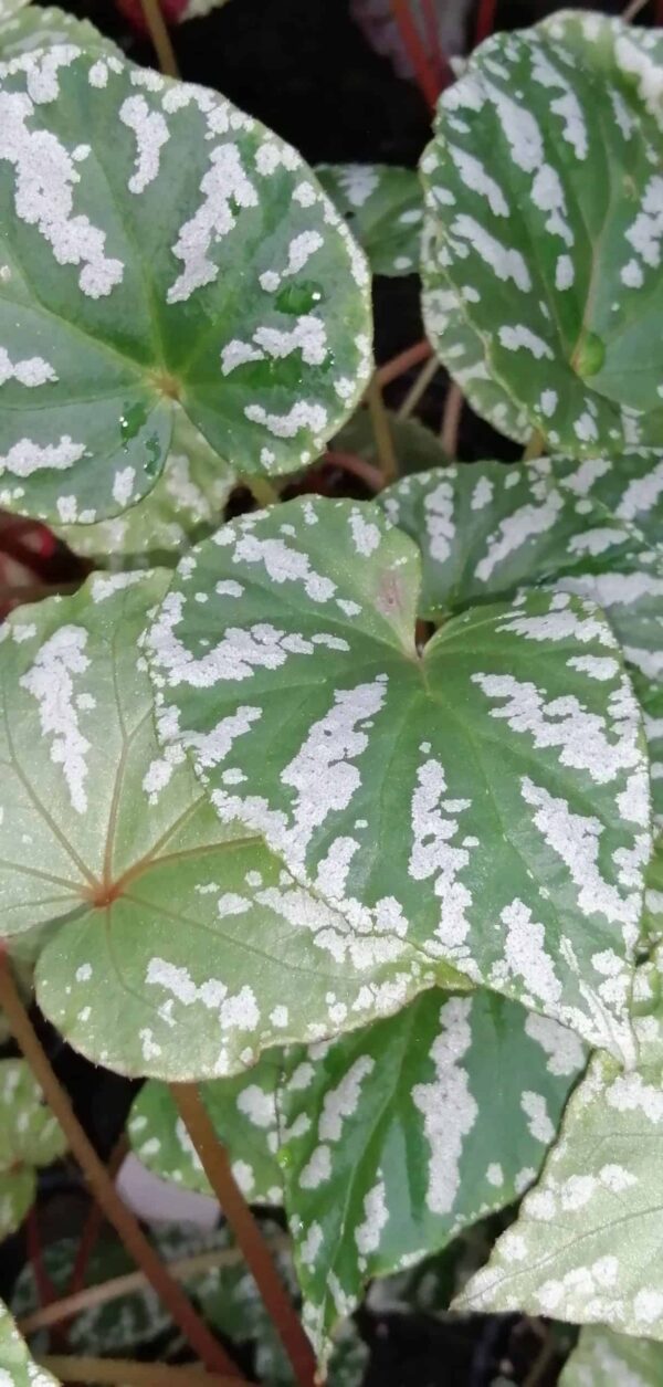 Begonia konmei