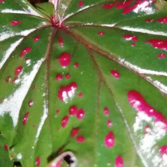 Begonia serratipetala