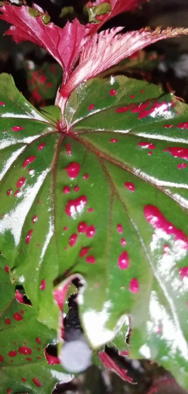 Begonia serratipetala