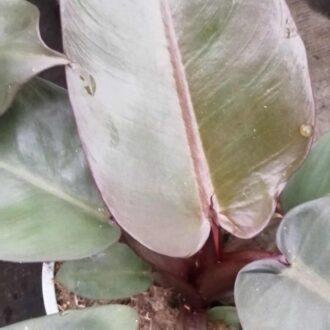 Philodendron Black Cardinal