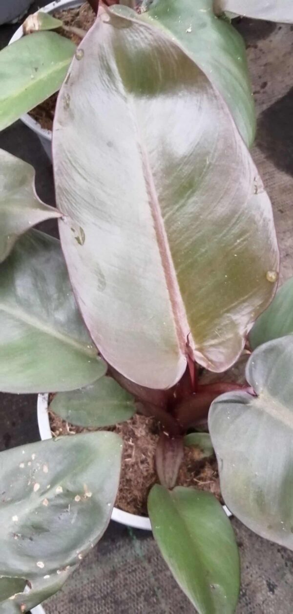 Philodendron Black Cardinal