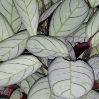 Ctenanthe burle marxii Amagris
