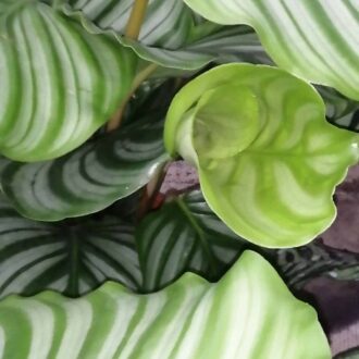 Calathea orbifolia