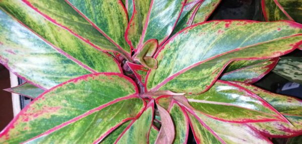 Aglaonema Crete