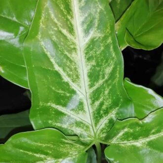 Syngonium  angustatum sin. Syngonium podophyllum