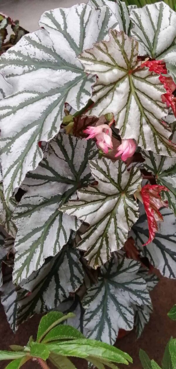 Begonia Highway