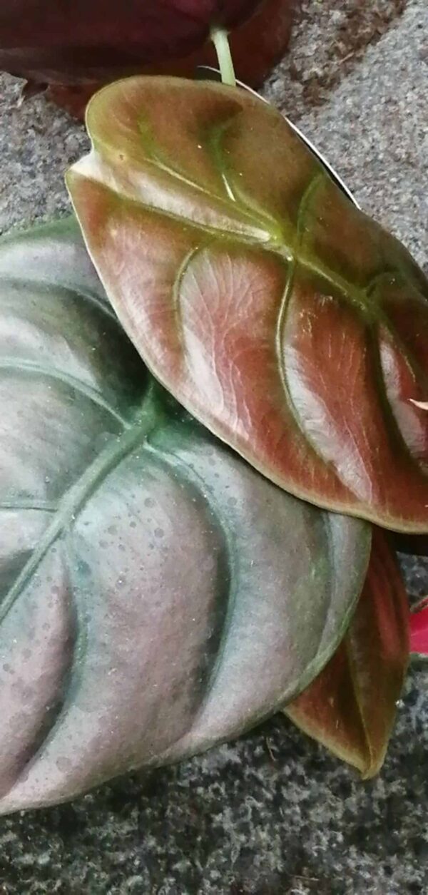 Alocasia Red Secret