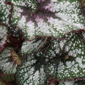 Begonia Andromeda