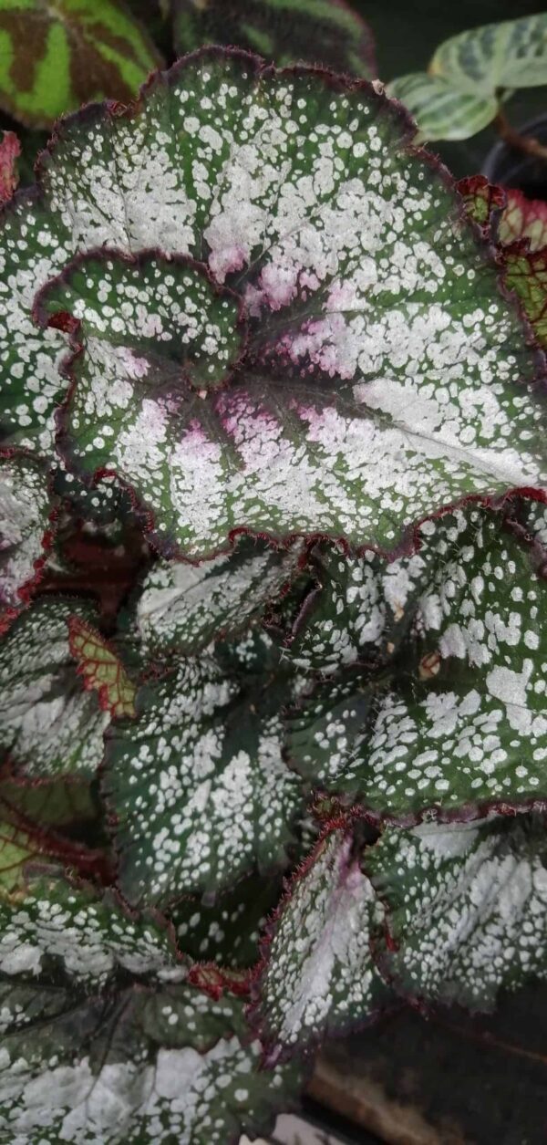 Begonia Andromeda