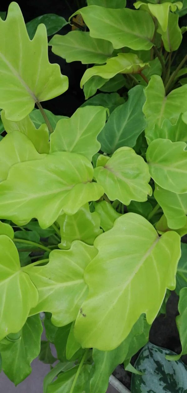 Philodendron Xanadu Gold