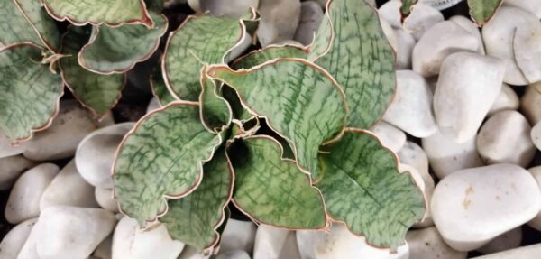 Sansevieria horwoodii, sansevieria cv. Horwood