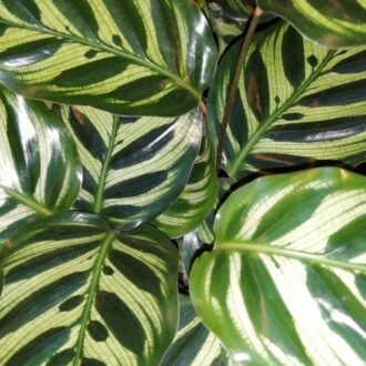 Calathea makoiana