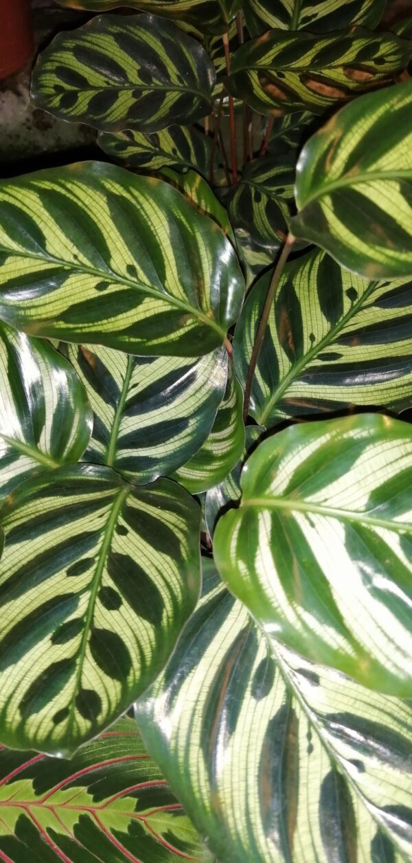 Calathea makoiana