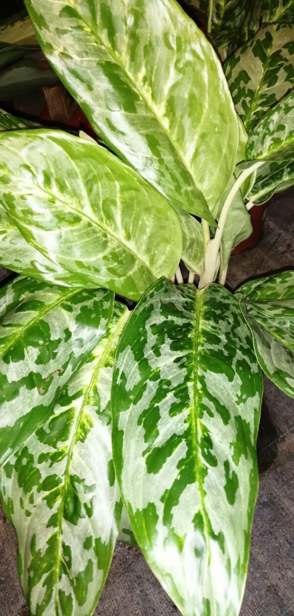 Aglaonema Peacock
