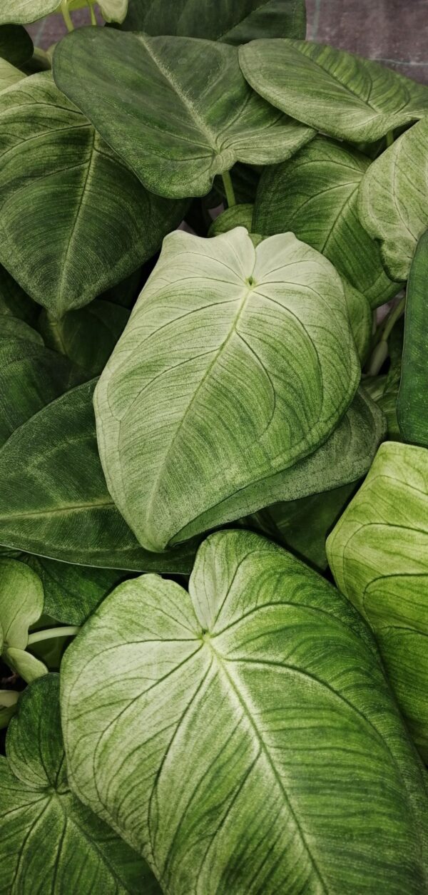 Syngonium macrophyllum Ice Frost