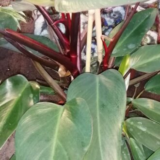Philodendron erubescens New Red