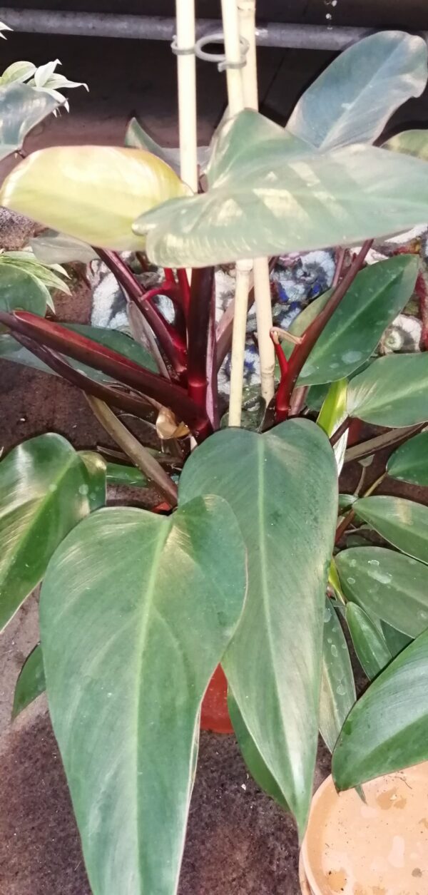Philodendron erubescens New Red