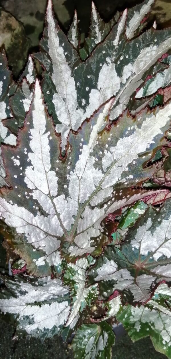 Begonia Sumatra Green