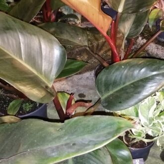 Philodendron Red Diamond