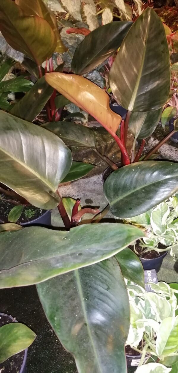 Philodendron Red Diamond