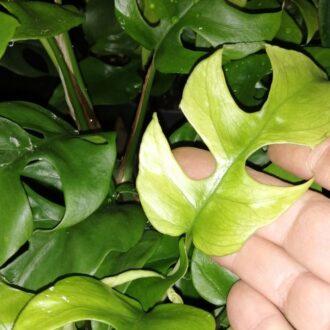 Philodendron Trophy