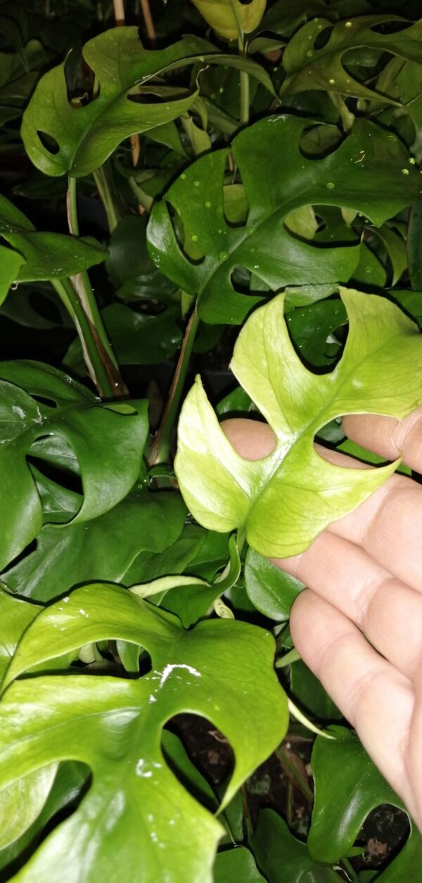 Philodendron Trophy