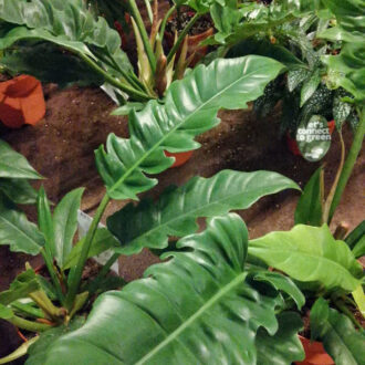 Philodendron Narrow Escape