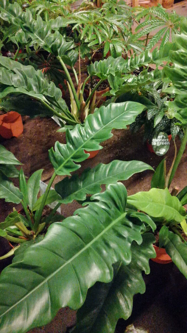 Philodendron Narrow Escape