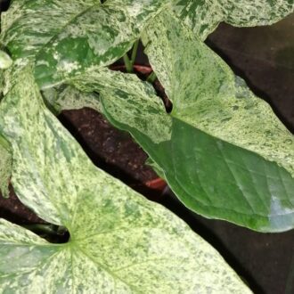 Syngonium Mottled