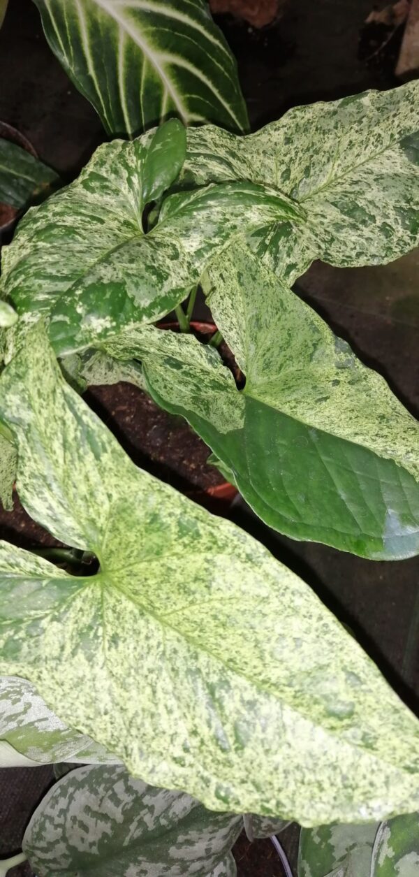 Syngonium Mottled