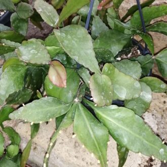Rhipsalis elliptica
