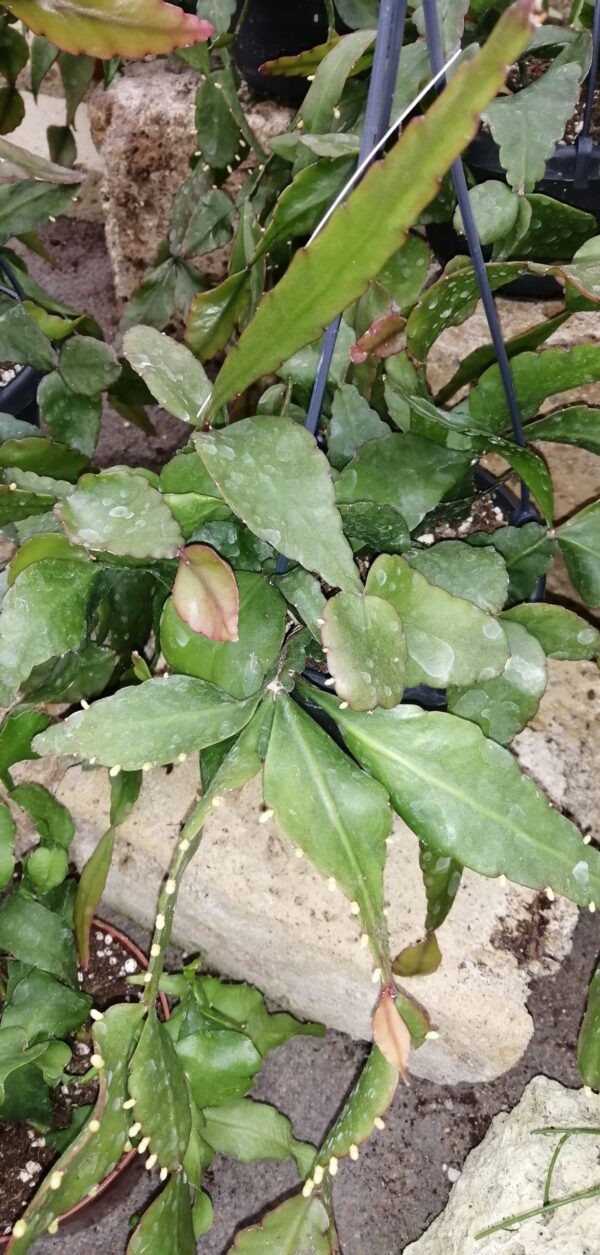 Rhipsalis elliptica