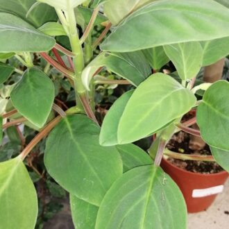 Peperomia liadensis Velvetree
